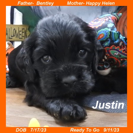 puppy, for, sale, Cocker Spaniel, Joe & Cherri  Overlease, dog, breeder, Miller, MO, dog-breeder, puppy-for-sale, forsale, nearby, find, puppyfind, locator, puppylocator, aca